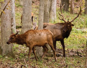 ELk -Photo by Noppadol Paothong, courtesy Missouri Department of Conservation.