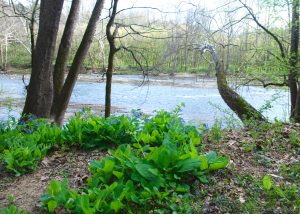 Bluebells on the Clinch