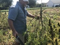 High Hopes for Hemp Cooperatives